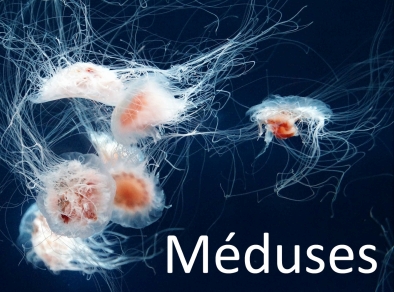 Méduses