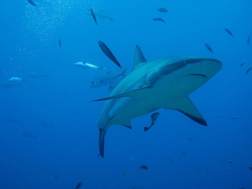 Requin